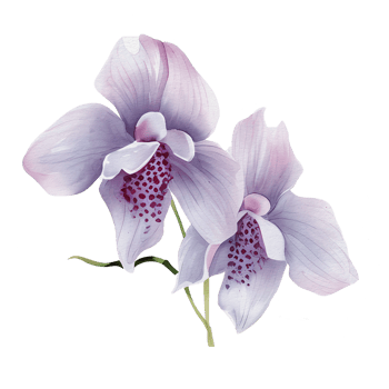 beautiful watercolor thai pink purple orchid flower, png