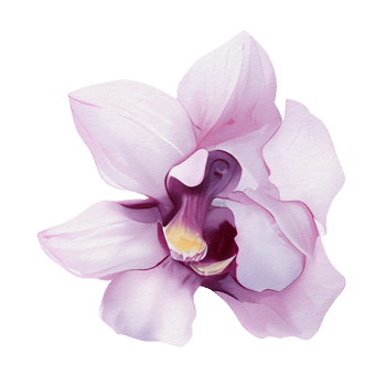 beautiful watercolor thai pink purple orchid flower, png