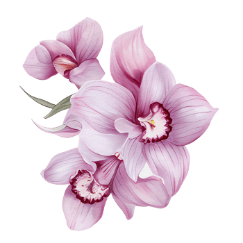 beautiful watercolor thai pink purple orchid flower, png