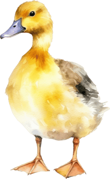 Cute Baby Duck Watercolor png