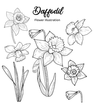 Daffodil Flowers Coloring Book Hand Drawn Illustration vector