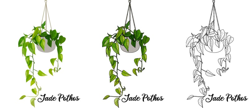 House Plant Coloring Book Hand Drawn Illustration vector
