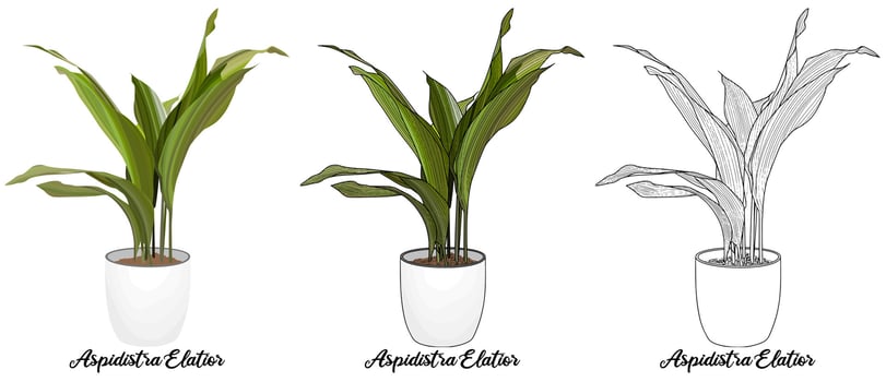 House Plant Coloring Book Hand Drawn Illustration vector