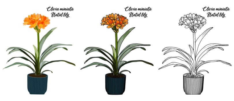 House Plant Coloring Book Hand Drawn Illustration vector