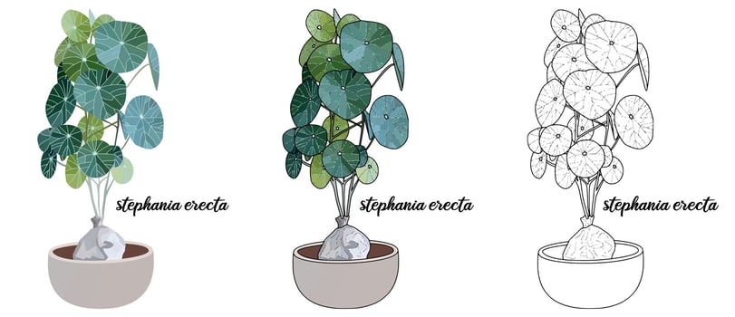 House plant coloring book hand drawn illustration vector
