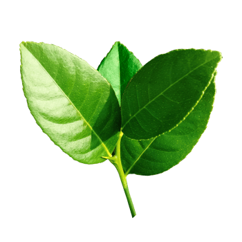 Green leaves branch closeup png