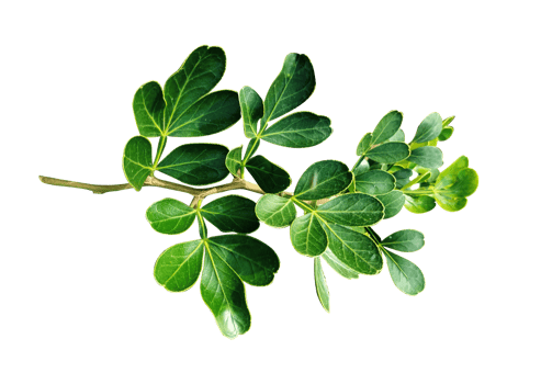 Green leaves branch closeup png
