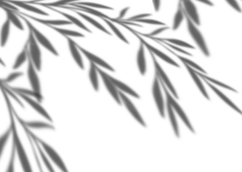 Leaves shadow overlay, isolated Tropical Branches leaves png