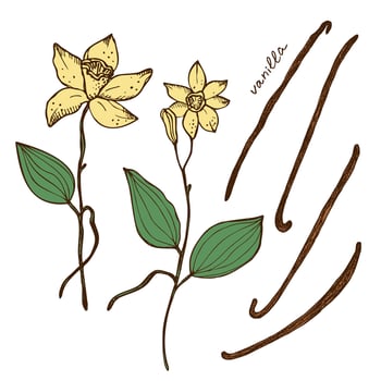 Vanilla flower and sticks of vanilla plant set with Isolated pods fragrant spice vector illustration. Hand drawn color image with stroke doodle sketch. Design element for background template, label