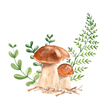 Watercolor forest composition. Porcini mushrooms, fern, twigs and green branches. Botanical hand drawn illustration. Can be used for greeting cards, posters, stickers print png