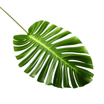 Tropical monstera green leaf, generated png