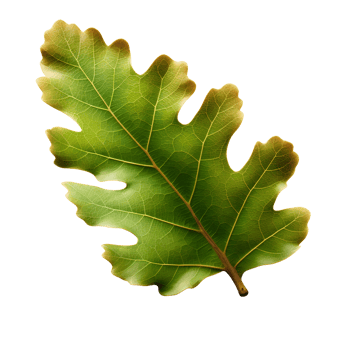 Green oak leaf turn dry, generated png