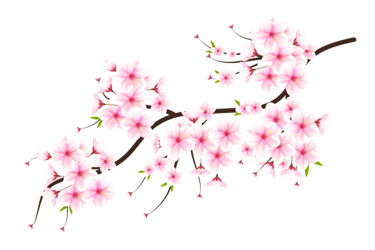 Realistic blooming cherry flowers and petals, cherry blossom. pink sakura flower background. cherry blossom flower blooming png