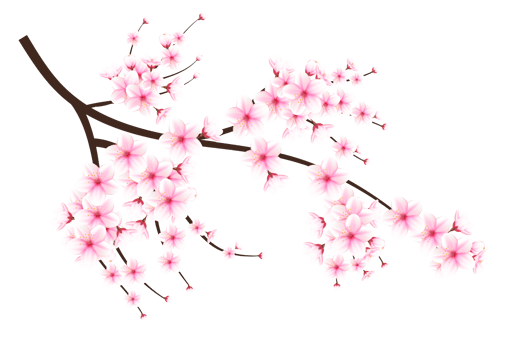 Realistic blooming cherry flowers and petals, cherry blossom. pink sakura flower background. cherry blossom flower blooming png