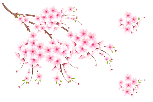 Realistic blooming cherry flowers and petals, cherry blossom. pink sakura flower background. cherry blossom flower blooming png