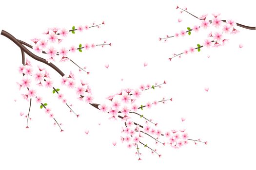 Realistic blooming cherry flowers and petals, cherry blossom. pink sakura flower background. cherry blossom flower blooming png