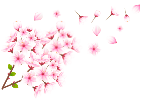 Realistic blooming cherry flowers and petals, cherry blossom. pink sakura flower background. cherry blossom flower blooming png