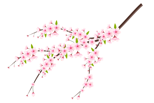 Realistic blooming cherry flowers and petals, cherry blossom. pink sakura flower background. cherry blossom flower blooming png