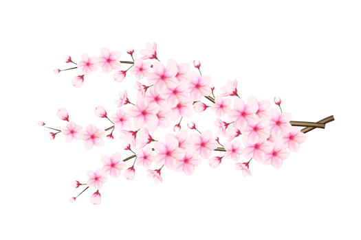 Realistic blooming cherry flowers and petals, cherry blossom. pink sakura flower background. cherry blossom flower blooming png