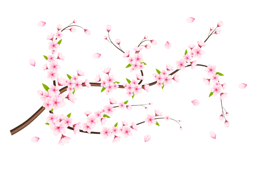 Realistic blooming cherry flowers and petals, cherry blossom. pink sakura flower background. cherry blossom flower blooming png