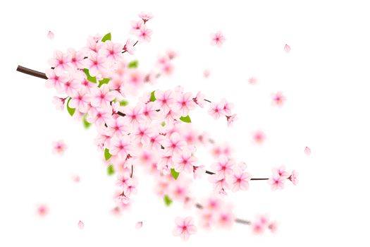Realistic blooming cherry flowers and petals, cherry blossom. pink sakura flower background. cherry blossom flower blooming png
