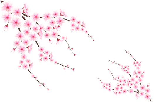 Realistic blooming cherry flowers and petals, cherry blossom. pink sakura flower background. cherry blossom flower blooming png