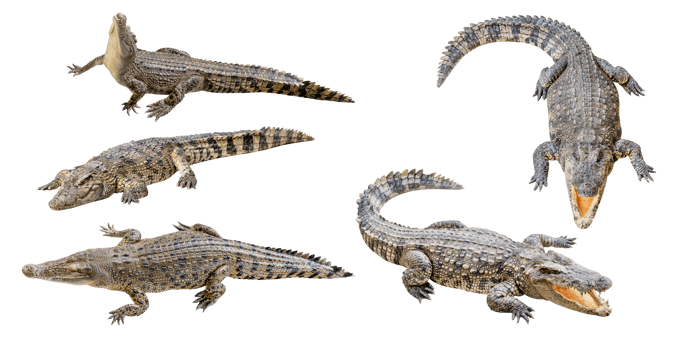 Collection set crocodile png