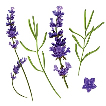 Purple flower and green lavender leaves. Vector illustration of lavender isolated on white background. Design element for wedding invitations, greeting cards, labels and cosmetic product covers.