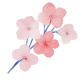 beautiful watercolor hydrangea flower, png
