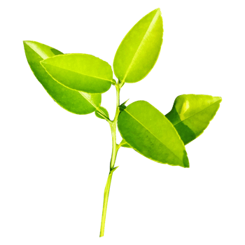 Green leaves branch closeup png