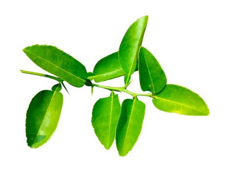 Green leaves branch closeup png
