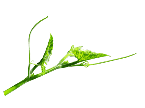 Green leaves branch closeup png
