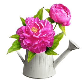 Peony flowers illustration watercolor png
