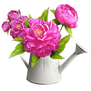 bouquet of peonies in a watering can illustration png