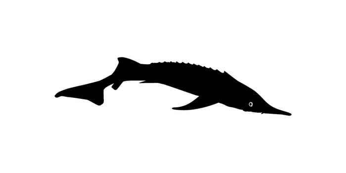 Beluga Sturgeon or Huso Fish Silhouette, Fish Which Produce Premium and Expensive Caviar, For Logo Type, Art Illustration, Pictogram, Apps, Website or Graphic Design Element. Vector Illustration