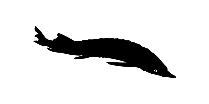 Beluga Sturgeon or Huso Fish Silhouette, Fish Which Produce Premium and Expensive Caviar, For Logo Type, Art Illustration, Pictogram, Apps, Website or Graphic Design Element. Vector Illustration