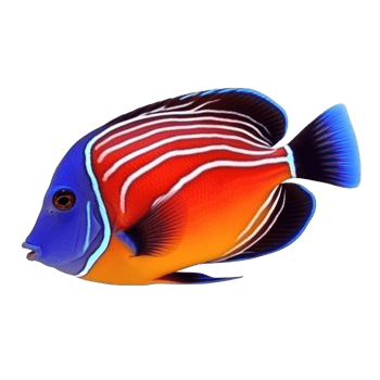 Red sea clown tang fish isolated on white. Illustration png