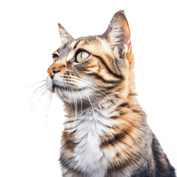Cat portrait isolated. Illustration png