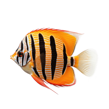 Butterfly fish isolated. Illustration png