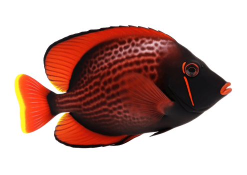 Red sea clown tang fish isolated on white. Illustration png