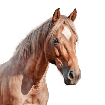 Horse portrait isolated. Illustration png