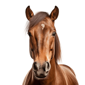 Horse portrait isolated. Illustration png