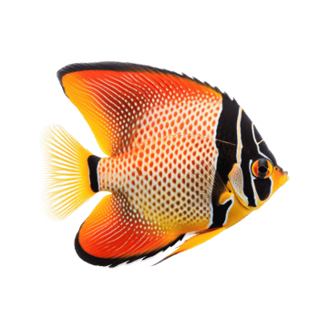 Butterfly fish isolated. Illustration png