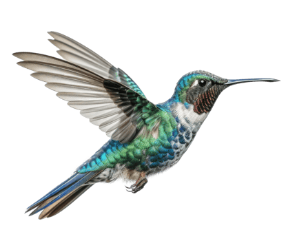 Blue vivid Broad Billed Hummingbird isolated. Illustration png