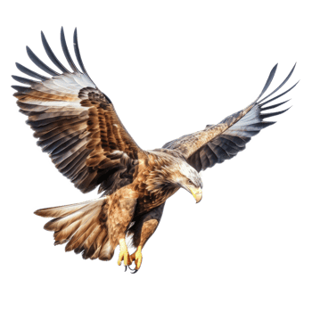 Eagle Bird Isolated. Illustration png