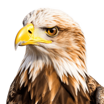Eagle Bird Isolated. Illustration png