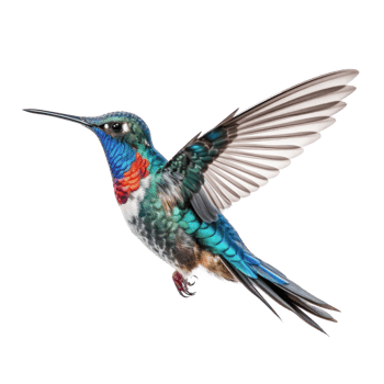Blue vivid Broad Billed Hummingbird isolated. Illustration png