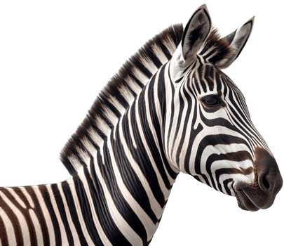 Zebra with . png