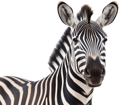 Zebra with . png