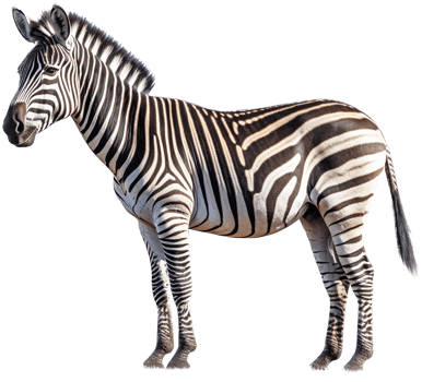 Zebra with . png